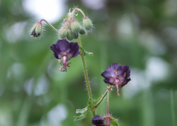 Brauner Storchenschnabel (Geranium phaeum) - © Bernard Wieser
